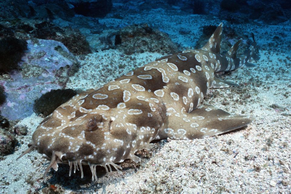 Sea Life Kelly Tarltons Aquarium General Admission - Important Information