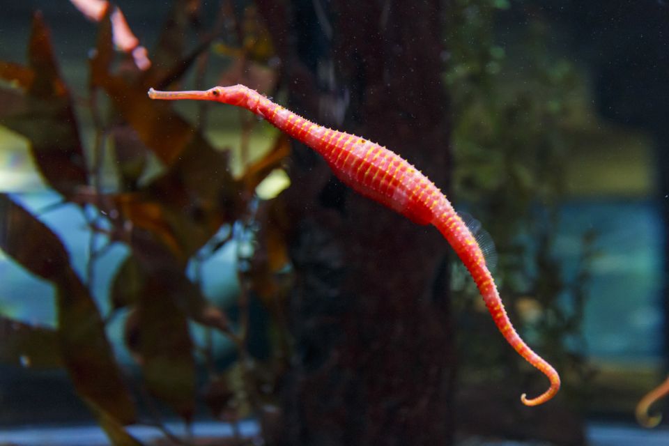 Sea Life Kelly Tarltons Aquarium General Admission - Directions