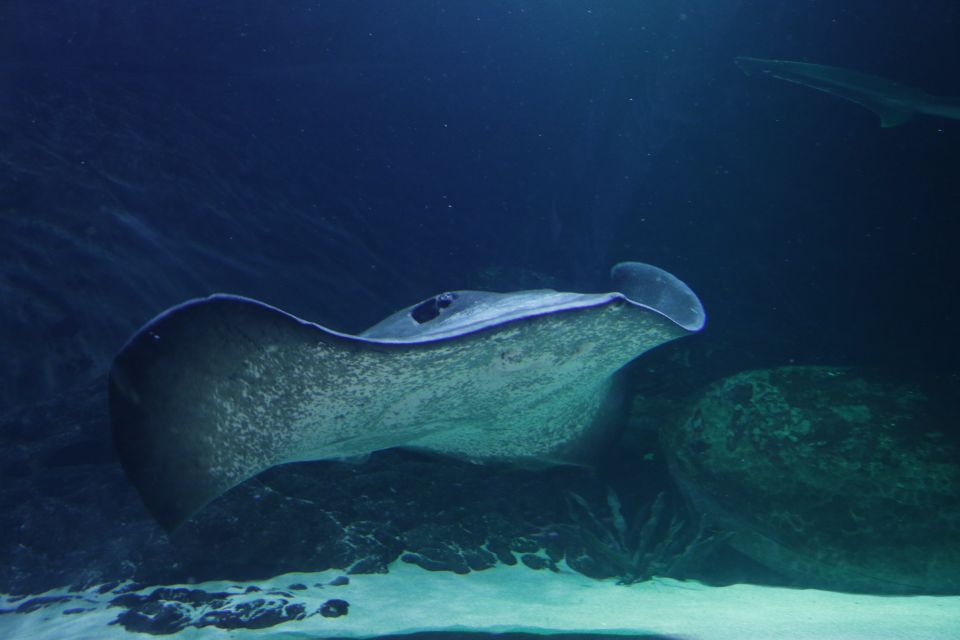 Sea Life Kelly Tarltons Aquarium General Admission - Frequently Asked Questions