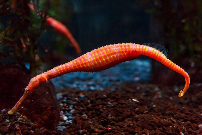 SEA LIFE Kelly Tarlton's General Admission - FAQ