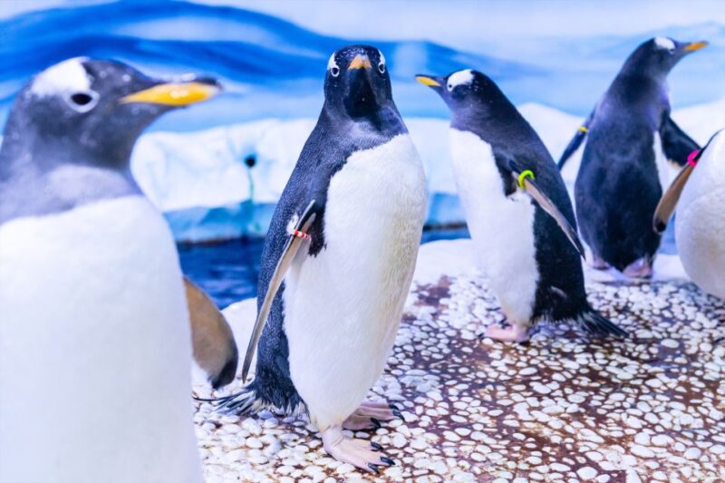SEA LIFE London & DreamWorks Shreks Adventure: Combo Ticket - Highlights of SEA LIFE