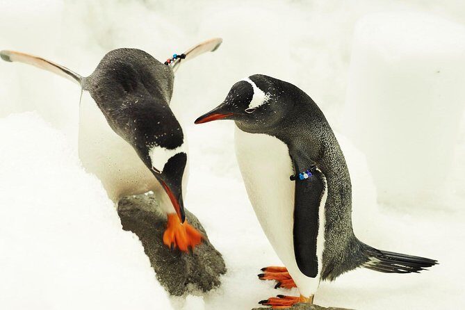 SEA LIFE Melbourne Aquarium Admission Ticket - Practical Tips for Visitors