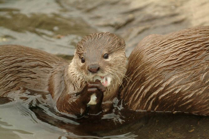 SEA LIFE Oberhausen Admission Ticket - Purchasing Souvenir Photos