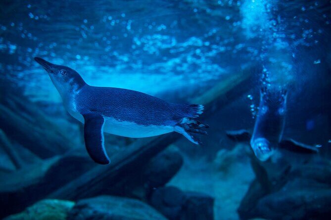 SEA LIFE Sunshine Coast Aquarium Entrance Ticket - Final Thoughts