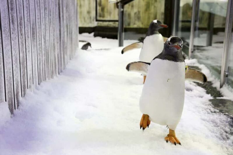 SEA LIFE Sydney Aquarium Entry Ticket - The Value of Your Ticket