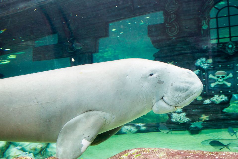SEA LIFE Sydney Aquarium - Animals and Exhibits