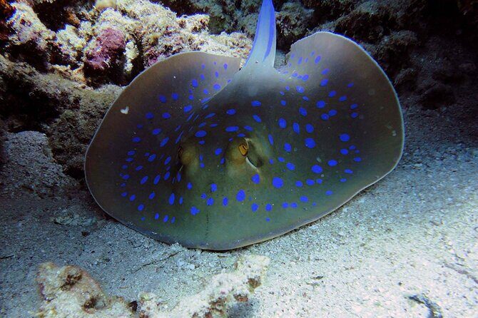 SEA LIFE Weymouth Admission Ticket - The Value