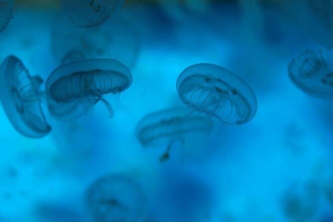 SEA LIFE Weymouth Admission Ticket - Possible Drawbacks and Considerations