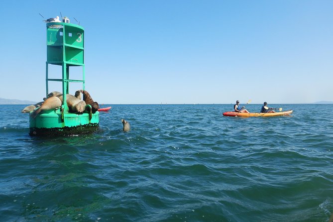 Sea Lion Kayak Tour - Santa Barbara Harbor - Customer Reviews and Testimonials
