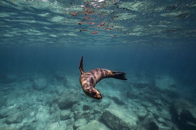 Sea Lion Snorkel Adventure at Espíritu Santo Island - Key Points