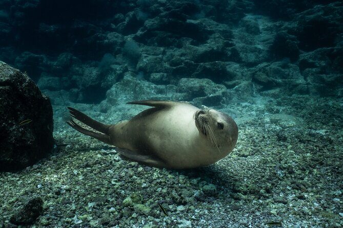 Sea Lion Snorkel Adventure at Espíritu Santo Island - An In-Depth Look at the Espíritu Santo Island Snorkel Tour
