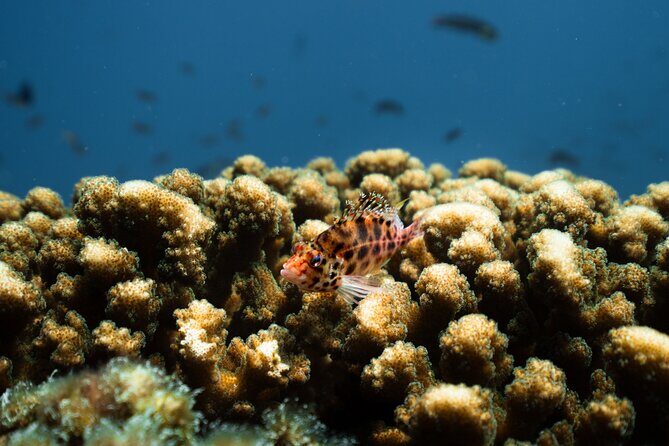 Sea Lion Snorkel Adventure at Espíritu Santo Island - FAQ