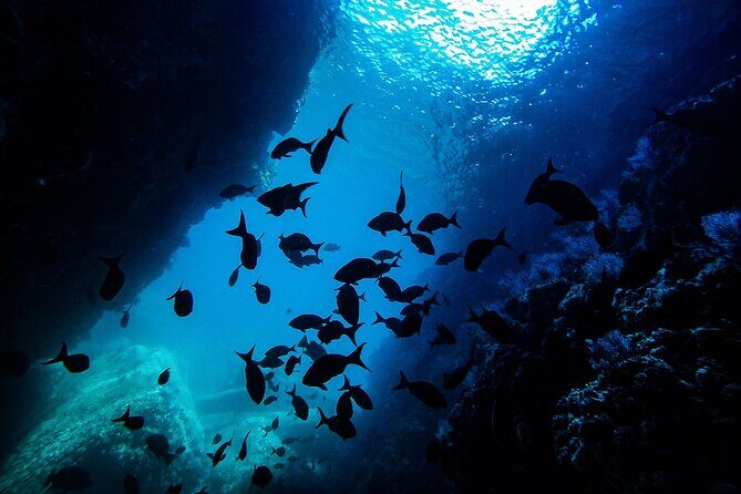 Sea Lion Snorkeling & Island Beach Picnic  Espíritu Santo Tour - An Inside Look at the Espíritu Santo Sea Lion Snorkeling Tour
