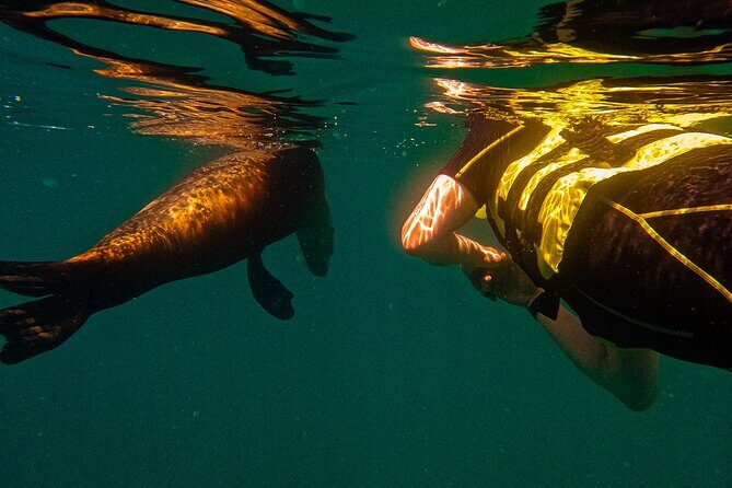 Sea Lion Snorkeling & Island Beach Picnic  Espíritu Santo Tour - FAQ