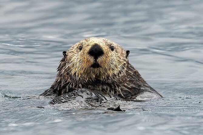Sea Otter and Whale Watching Tour on Northern Vancouver Island - Key Points