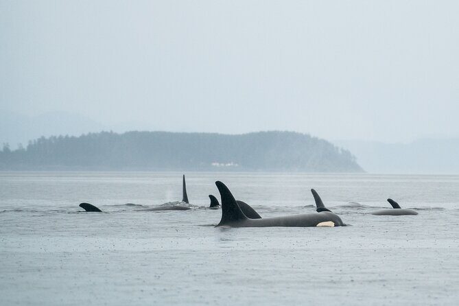 Sea Otter and Whale Watching Tour on Northern Vancouver Island - Introduction: What to Expect from the Sea Otter and Whale Watching Tour