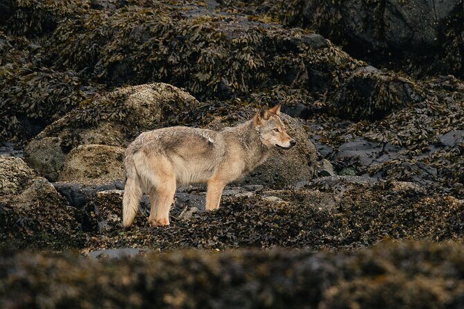 Sea Otter and Whale Watching Tour on Northern Vancouver Island - Analyzing the Price and Overall Value