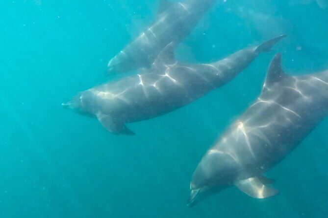 Sea Safari - Explore All The Wonders of The Sea of Cortez - Final Thoughts: Who Will Love This Tour?