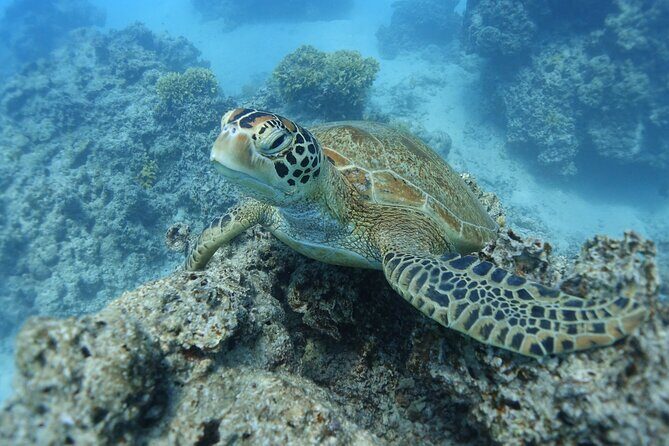 Sea Scooter Jet Snorkeling "Moorea Dream Adventure" - Key Points