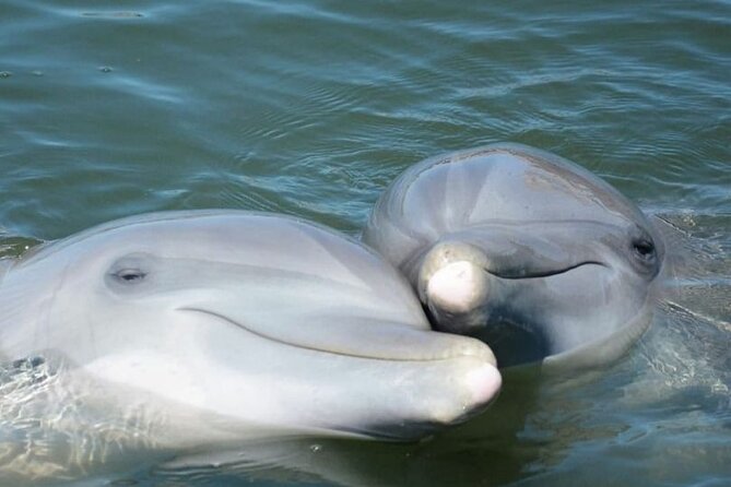 Sea Thunder Cruise-2 Hour Tour Surrounded by Dolphins in S.C - Accommodating the Needs of Travelers