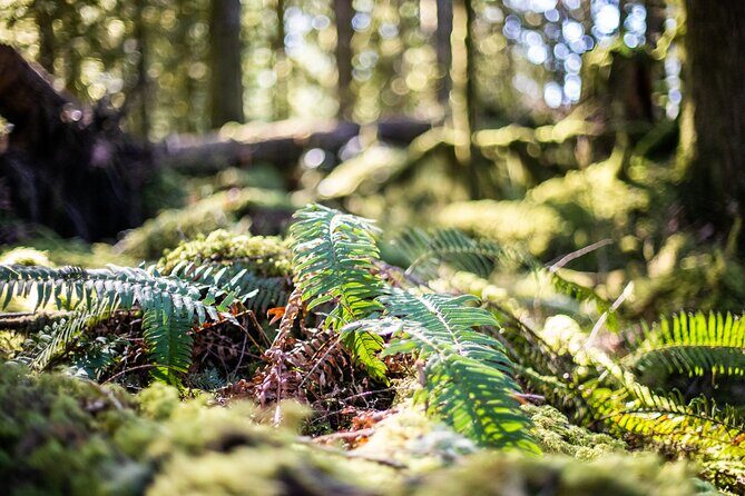 Sea to Sky Discovery Tour - Who Should Consider This Tour?