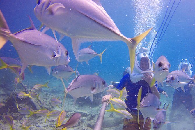 Sea Trek Helmet Dive at Coral World Ocean Park - Practical Details and Tips