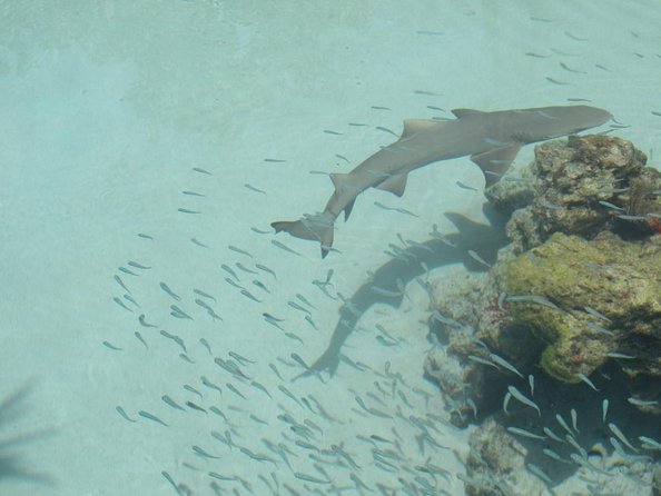 Sea Trek Helmet Dive at Coral World Ocean Park - Observing Sea Life