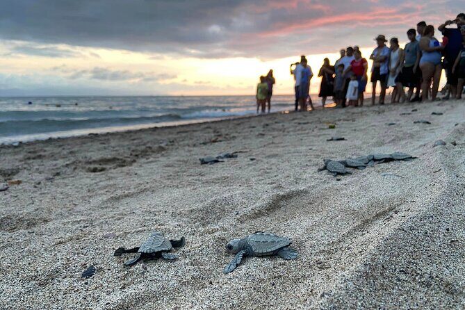 Sea Turtle Conservation Release Puerto Vallarta - The Practical Details