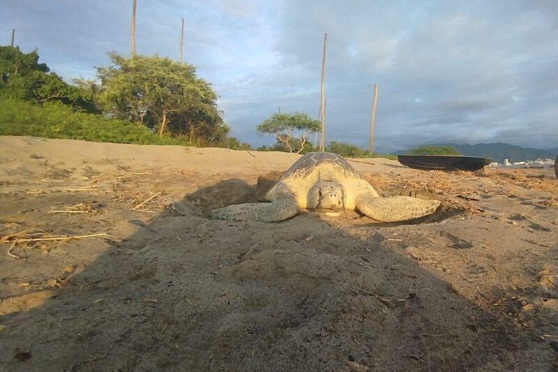 Sea Turtle Conservation Release Puerto Vallarta - FAQ