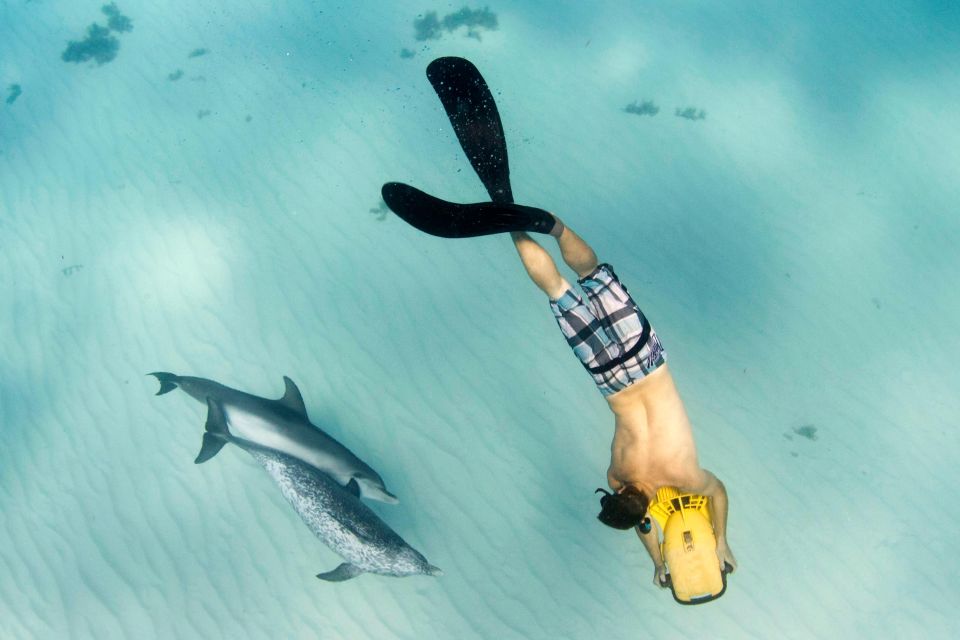 Sea Turtle Jet Snorkeling With Videos - Key Points