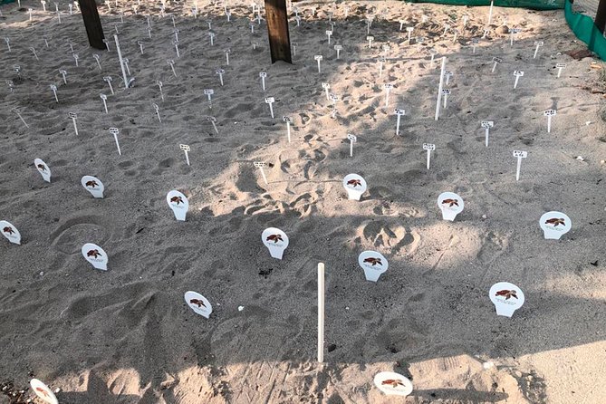 Sea Turtle Release in Puerto Vallarta - Conservation Efforts Explained