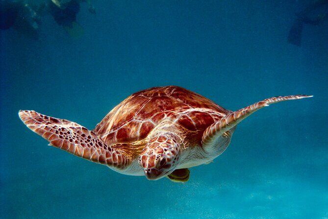 Sea Turtle Sanctuary In Akumal With Cenotes - Introduction