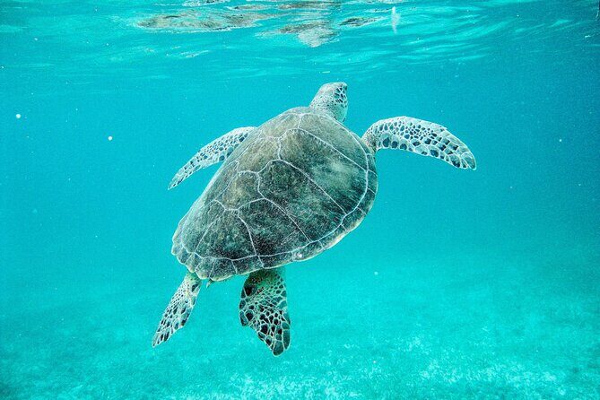 Sea Turtle Sanctuary In Akumal With Cenotes - Final Thoughts: Who Will Love This Tour?
