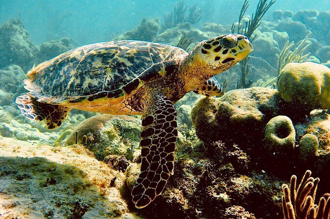 Sea Turtle Sanctuary In Akumal With Cenotes - FAQ