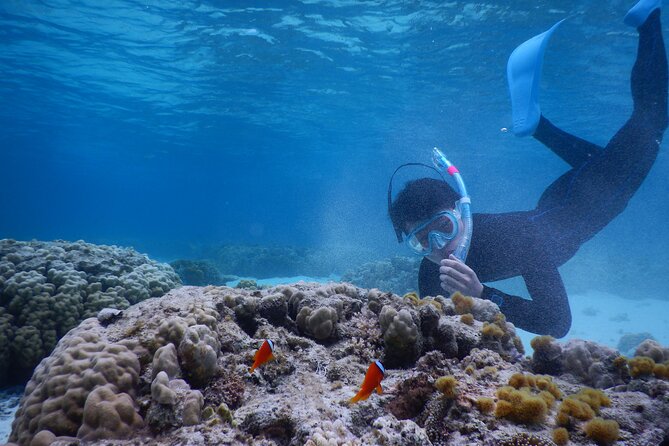 Sea Turtle Snorkel at Kerama Islands and Zamami Island - Essential Gear and Inclusions