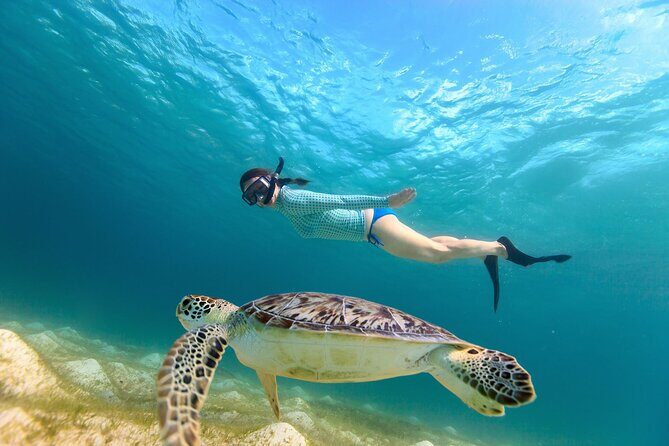 Sea Turtle Snorkel Tour - Key Points