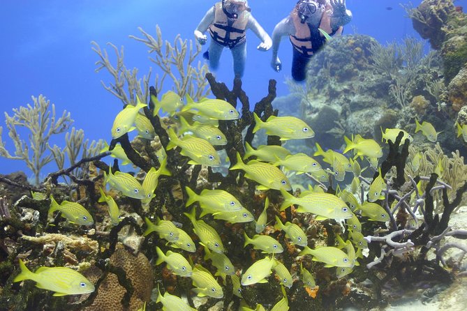 Sea Turtle Snorkeling Ecofriendly Tour From Cancun & Riviera Maya - Health and Safety Guidelines