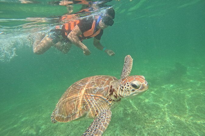 Sea Turtle Snorkeling in Akumal - FAQ