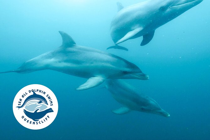 Seal & Dolphin Swim Tour - Key Points