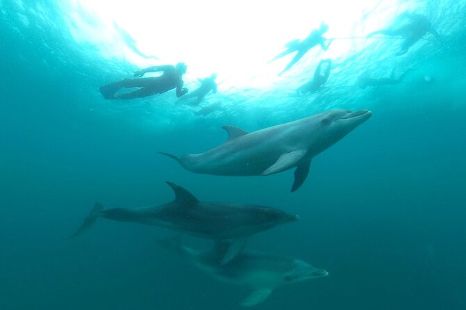 Seal & Dolphin Swim Tour - Customer Reviews