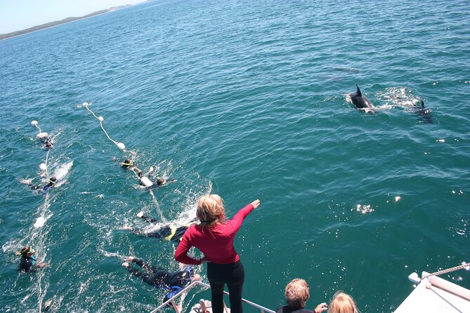 Seal & Dolphin Swim Tour - What to Expect