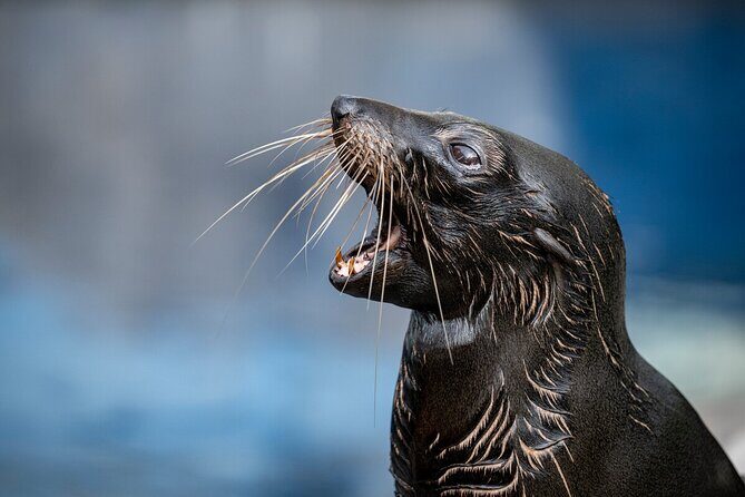 Seal Experience at Melbourne Zoo - excl. entry - FAQs