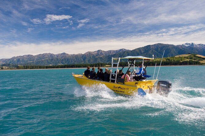 Seal Swimming Tour from Kaikoura - What Makes This Tour Special?