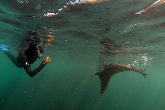 Seal Swimming Tour from Kaikoura - What Do Travelers Say?