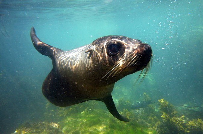 Seal Swimming Tour from Kaikoura - Practical Details for Planning Your Trip
