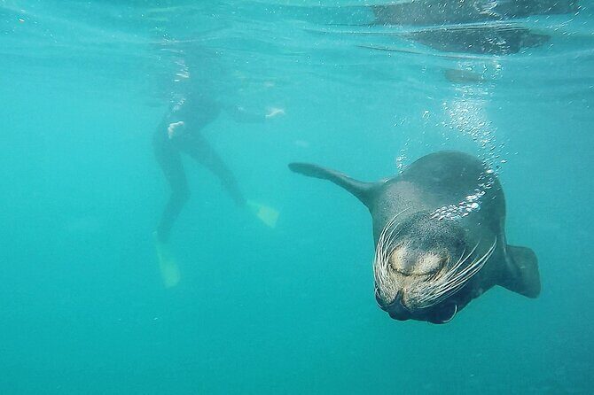 Seal Swimming Tour from Kaikoura - Final Thoughts: Who Should Consider This Experience?