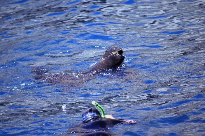 Seal Swimming Tour from Kaikoura - FAQ
