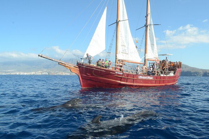 Sealife Dolphin & Whale Watching aboard Portuguese schooner - An In-Depth Look at the Tour