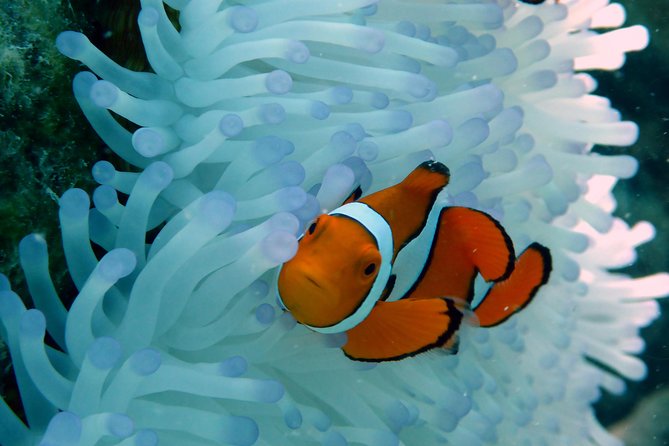 Seastar Luxury Outer Great Barrier Reef Island and Reef Tour - Booking and Availability