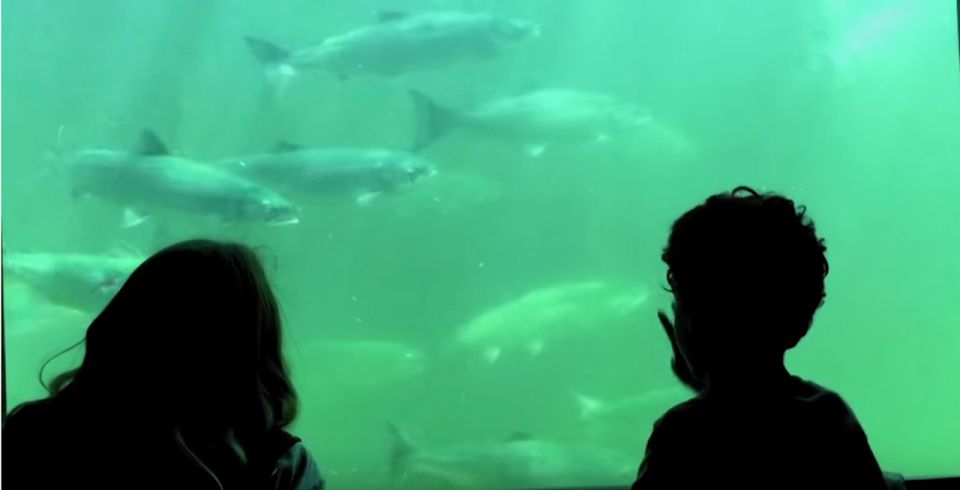 Seattle: 3 Hour Emerald City Bike Tour - Ballard Locks and Fish Ladder